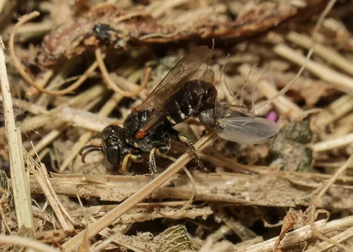 Oxybelus californicus