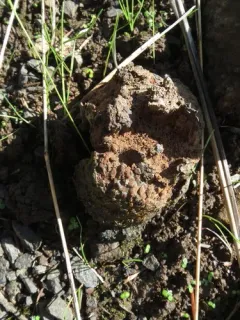 Dead Man's Foot thumbnail 2
