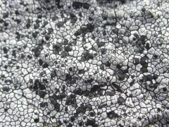 Sunken Rim-lichen thumbnail 2