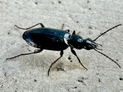 Sericoda obsoleta thumbnail 3