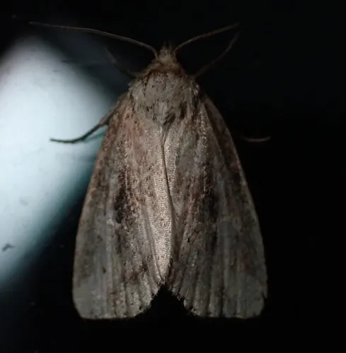 Northern Cordgrass Borer Moth