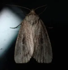 Northern Cordgrass Borer Moth thumbnail 1