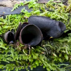 Diplocarpa irregularis thumbnail 3
