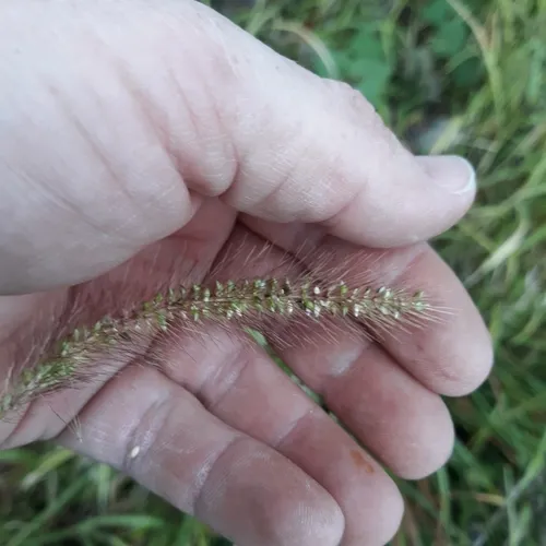 Green Bristle Grass