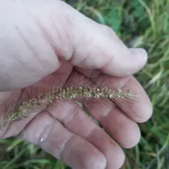 Green Bristle Grass thumbnail 1