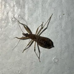 Hoplistoscelis pallescens thumbnail 4