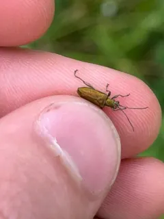 Glittering reed beetle thumbnail 2