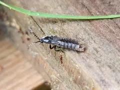Lesser Black Glow-worm thumbnail 3