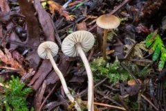 Sagaranella tylicolor thumbnail 3