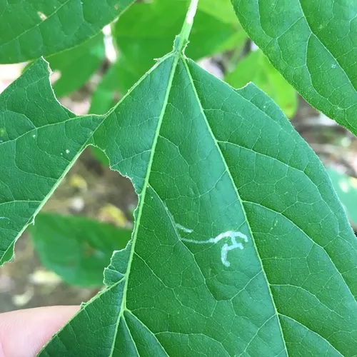 Boxelder Leafroller Moth
