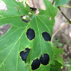 American Tar Spot thumbnail 2