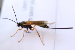Coleocentrus quebecensis thumbnail 1