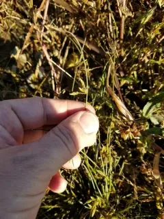 Hall's Bulrush thumbnail 3