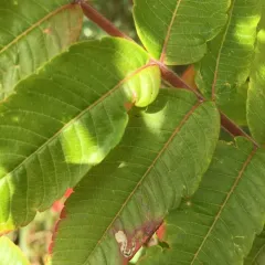 Stigmella intermedia thumbnail 2