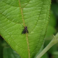 Smoky-winged Woodlouse Fly thumbnail 4