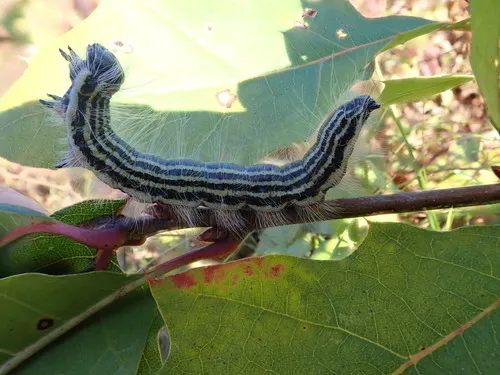 Contracted Datana Moth