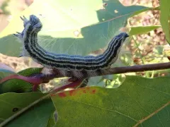 Contracted Datana Moth thumbnail 1