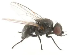 Ophiomyia vockerothi thumbnail 3