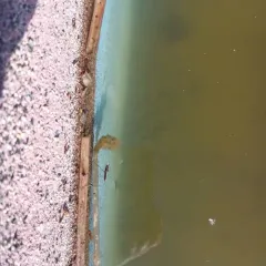 Limnoporus notabilis thumbnail 3