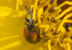 sunflower headclipping weevil thumbnail 4