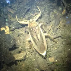American Giant Water Bug thumbnail 2