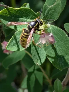 Cuckoo Yellowjacket thumbnail 4