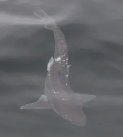 Spiny Dogfish thumbnail 4