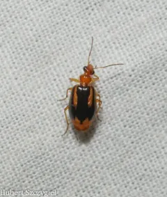 Lebia solea thumbnail 4