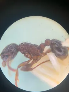 Broken-horned Ant thumbnail 3