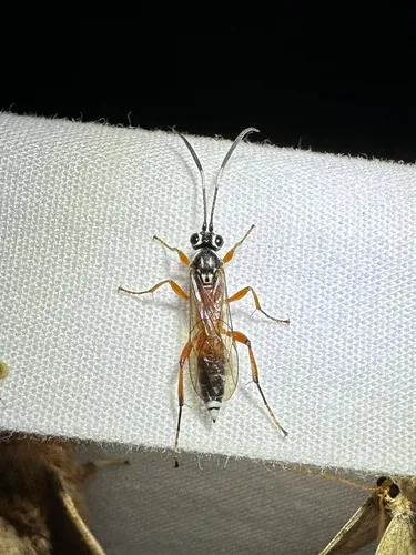 Menkokia blandii