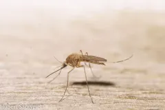 Brown Saltmarsh Mosquito thumbnail 4