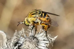 Toxophora maxima thumbnail 2