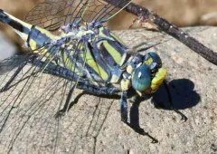 Columbia Clubtail thumbnail 3