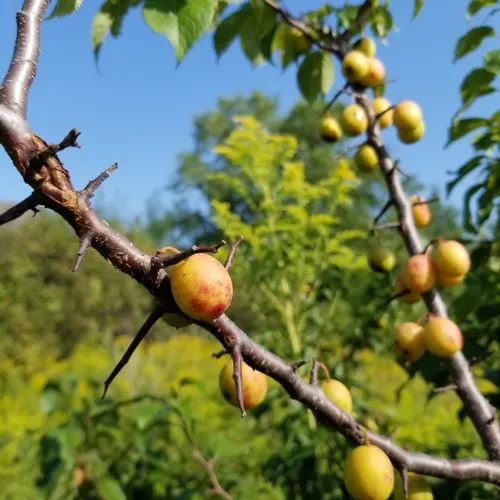 American plum