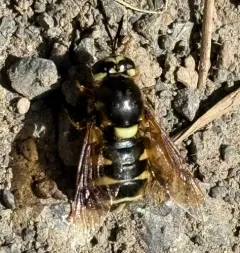 Stratiomys obesa thumbnail 4