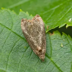 Hazel Olethreutes thumbnail 1
