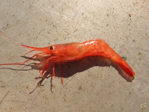 Alaskan Pink Shrimp