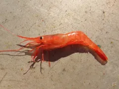 Alaskan Pink Shrimp thumbnail 1