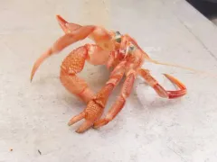 Aleutican Hermit Crab thumbnail 2