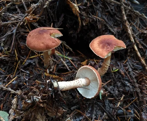 Cystodermella granulosa