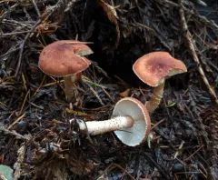 Cystodermella granulosa thumbnail 1