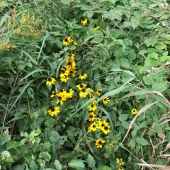 brown-eyed Susan thumbnail 2
