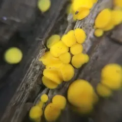 Yellow Fairy Cups thumbnail 2