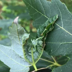 Gouty Vein Midge thumbnail 2