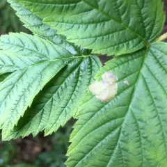 Metallus capitalis thumbnail 3