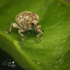 Acanthoscelidius acephalus thumbnail 2