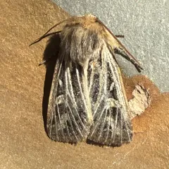 Snowy-veined Apamea Moth thumbnail 4