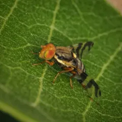 Eastern Cherry Fruit Fly thumbnail 4