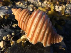 Lyre Whelk thumbnail 1