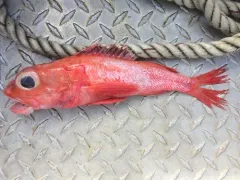 Longspine Thornyhead thumbnail 1